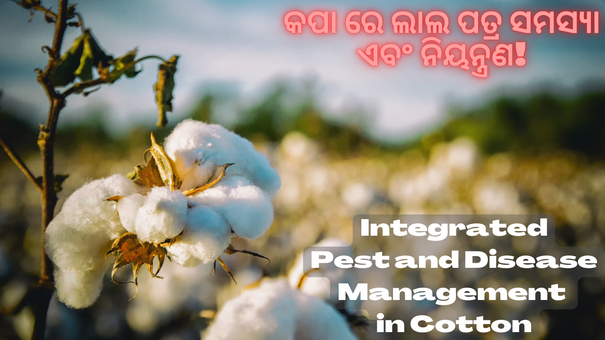 Cotton Diseases